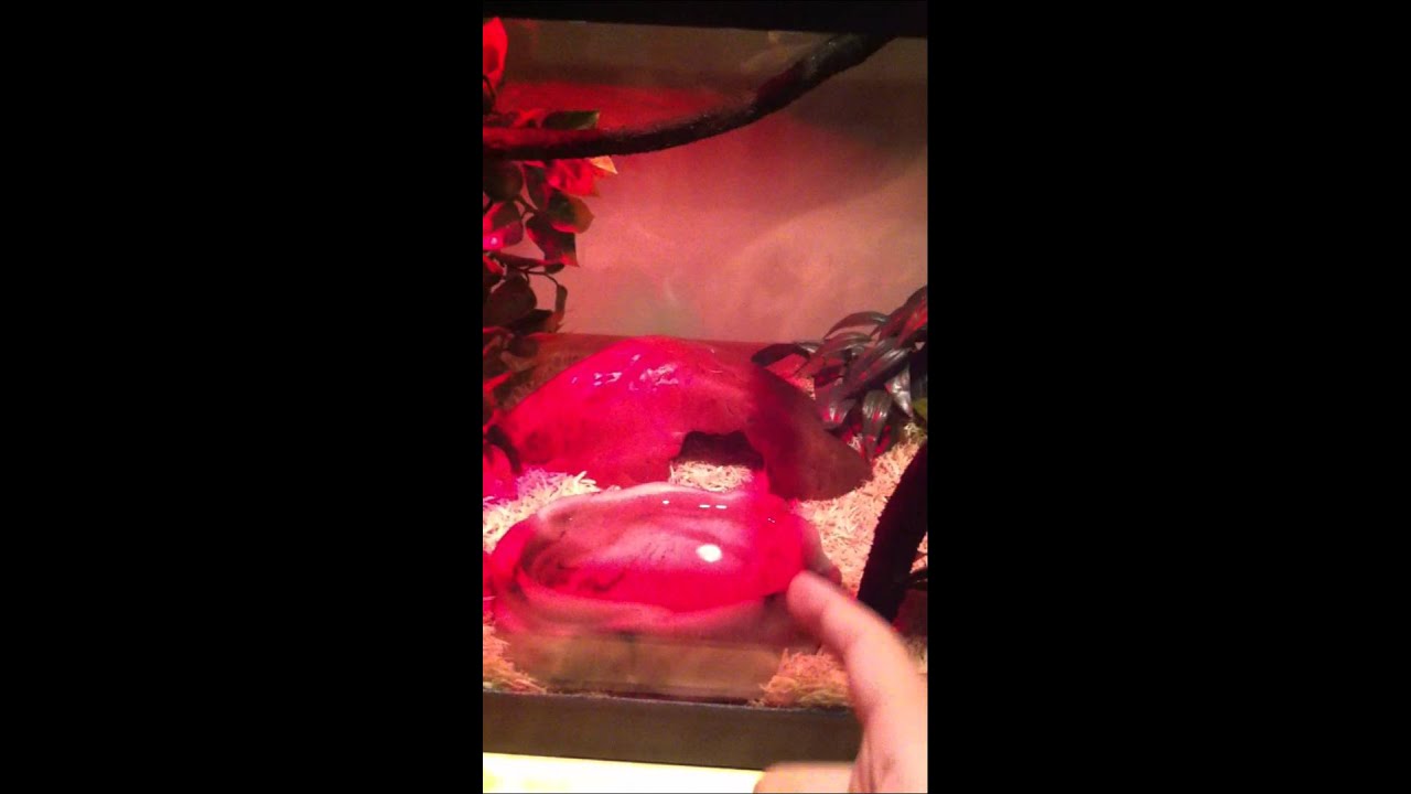 camera iphone 8 plus apk Garter Snake Setup