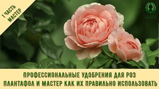 видео: Проф.удобрения для роз-1ч. Плантафол и Мастер- как их правильно использовать? Питомник Е. Иващенко картинка: Проф.удобрения для роз-1ч. Плантафол и Мастер- как их правильно использовать? Питомник Е. Иващенко