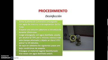 Curso de Cultivo de Tejidos vegetales in vitro: Callogénesis en Canavalia ensiformis
