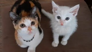 Appu Getting Scared And Runs Away Seeing His New Friend Mona Cute Cat Videos