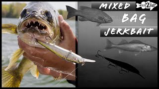 Spring Jerkbait Tips for Smallmouth Bass and Walleye