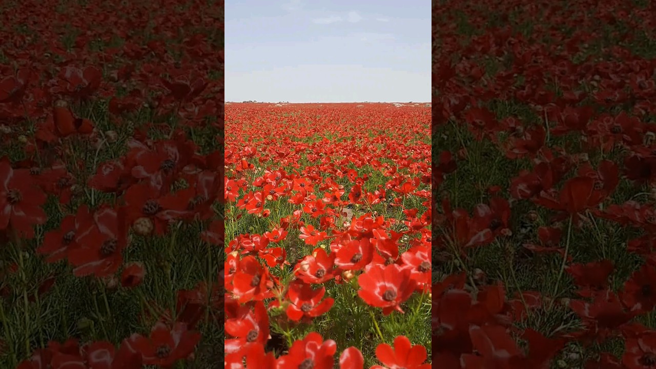 在 YouTube 上觀看「The Most Amazing Flowers In The World. Classic Relaxing Music」 在 YouTube 上觀看「The Most Amazing Flowers In The World. Classic Relaxing Music」