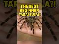 🕷️The BEST Beginner Tarantula?! Meet the Chaco Golden Knee! #spider #tarantula #reptiles