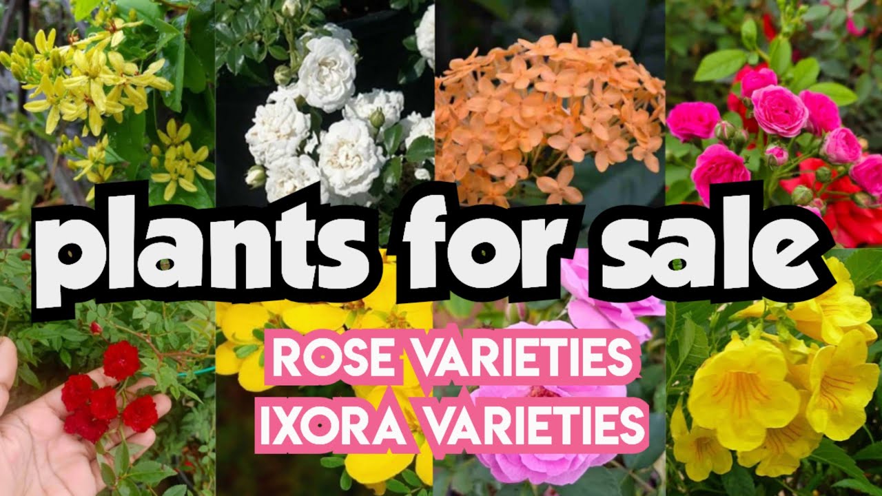 Plants for sale||sera's gardens||27-02-26