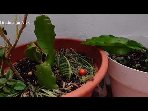 Cum plantezi Pitaya sau Fructul Dragonului in ghiveci din butasi