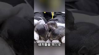 지붕에서 발견된 새끼들