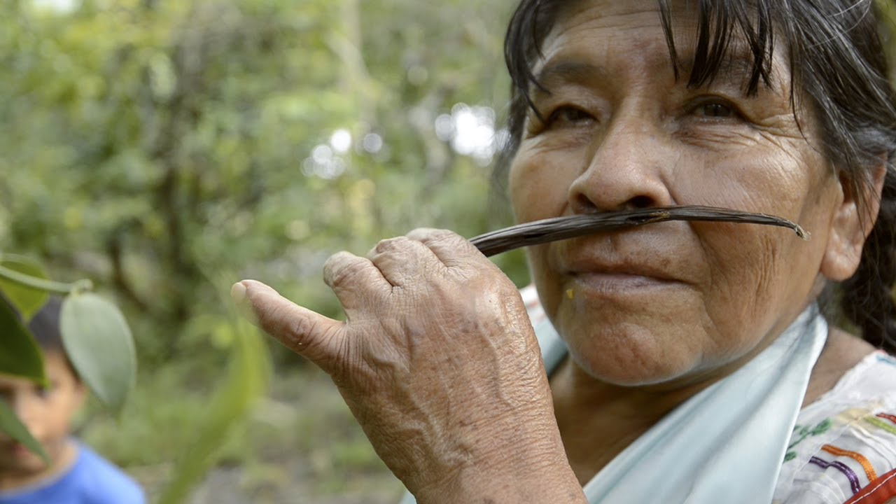 HÁBITAT 9 -  Sistemas Tradicionales Agroforestales: La Vainilla