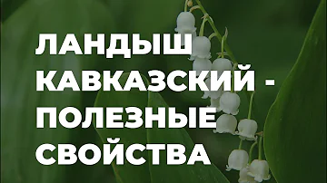 Ландыш закавказский - полезные свойства, народная медицина, советы / Захар Травник