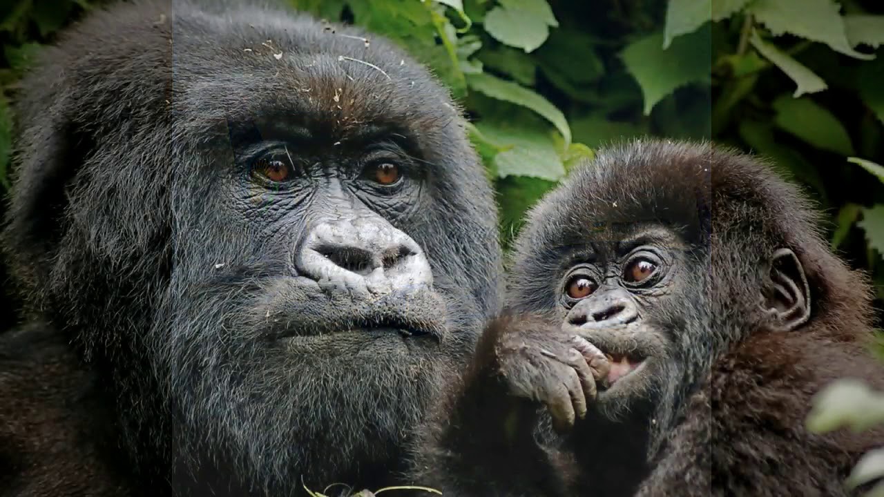 RWANDA BY MR AFRICA - YouTube