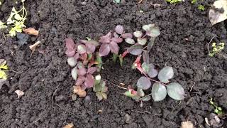 видео: Три способа обрезки чайногибридных роз - Залог обильного цветения , здоровья и красоты куста🌹😉 картинка: Три способа обрезки чайногибридных роз - Залог обильного цветения , здоровья и красоты куста🌹😉