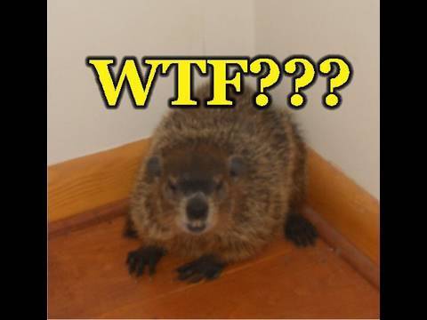 WTF???  There's a WOODCHUCK in my BEDROOM!!!  LMAO