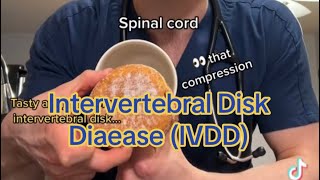 Intervertebral Disk Disease (IVDD) by Dr. Bozelka, ER Veterinarian 280 views 1 month ago 2 minutes, 11 seconds