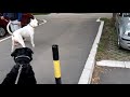 Dogo argentino vs Rottweiler dangerous meeting