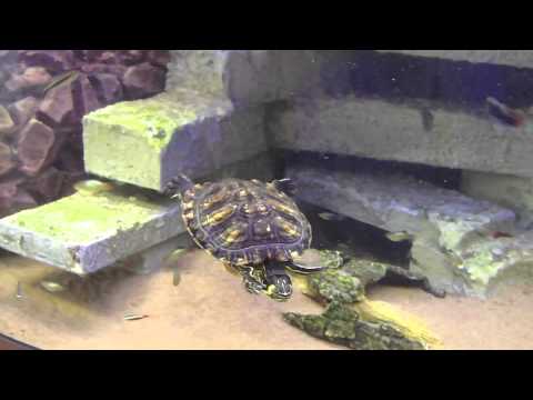 Cohabitation tortues aquatiques et poissons/ cohabitation aquatic turtle fishes