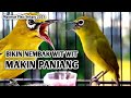 Masteran pleci nembak wit wit panjang mudah masuk 2023