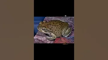 Колорадская речная жаба