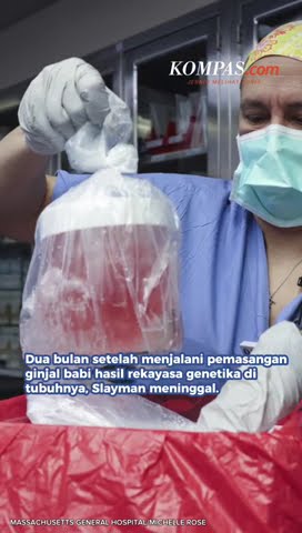 Orang Pertama yang Terima Transplantasi Ginjal Babi Meninggal Dunia