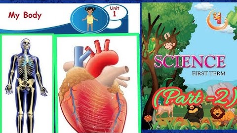 My body/ Internal organs (Part-2)/4th standard/ science/unit 1/ term 1/ samacheer kalvi