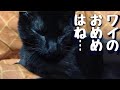 【失明なんてさせたくない！名医に託した子猫の手術の結果は？】@taipi 【切り抜き】