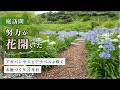 【お庭訪問】土壌改良3年！その努力が花開いたお庭を見せてもらいました／ゆるふわ園芸やっちゃんねる千葉県