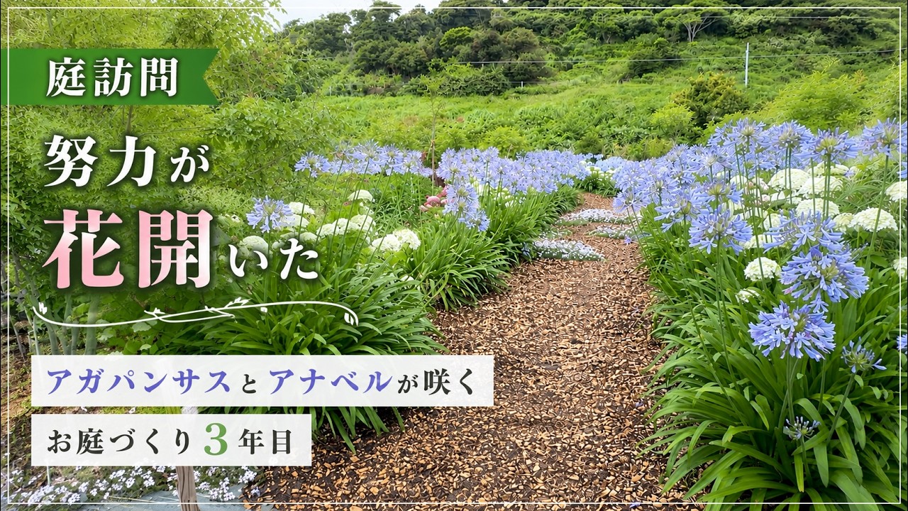 【お庭訪問】土壌改良3年！その努力が花開いたお庭を見せてもらいました／ゆるふわ園芸やっちゃんねる千葉県