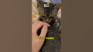Tu Savais Que La Langue De Ton Chat Est Une Arme Secrète Viedechat Chat Animaux Fyp Chaton 