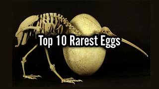 🥚 Top 10 Rarest Eggs in the World! #topdecade #top10