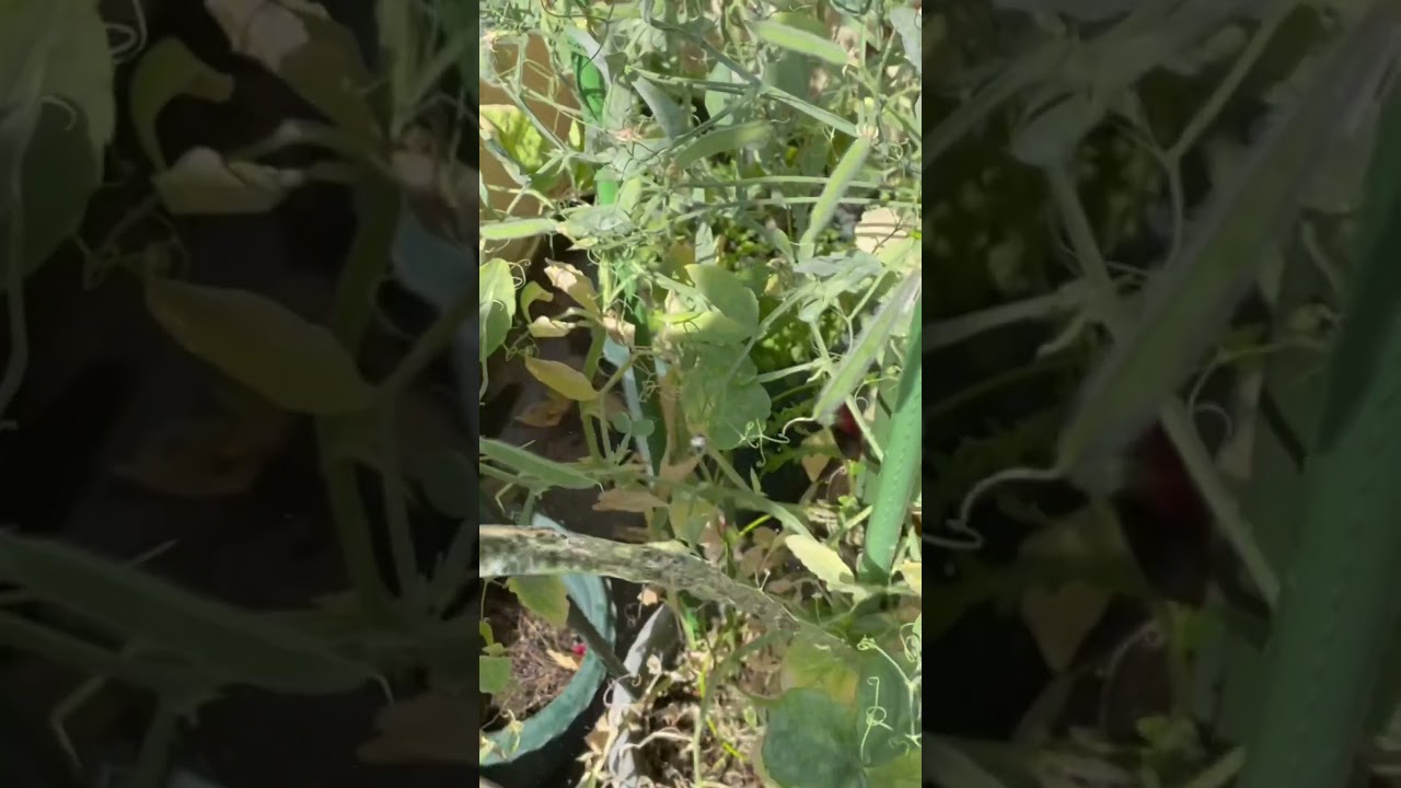 🌷💦😄Video of watering flowers❣️(Sweet pea)