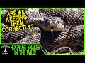 HOGNOSE SNAKES IN THE WILD! (Are we keeping them correctly?)