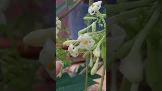 Brassicales. Caricaceae. Carica papaya. Part 1 of two parts. Borneo
