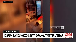 Download Mp3 Kisruh Bandung Zoo, Bayi Orangutan Terlantar Gudang lagu Download Mp3 Kisruh Bandung Zoo, Bayi Orangutan Terlantar