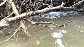 Sudah pasti sarang ikan kakap putih berbiak! Mancing kakap putih di akar pohon bakau