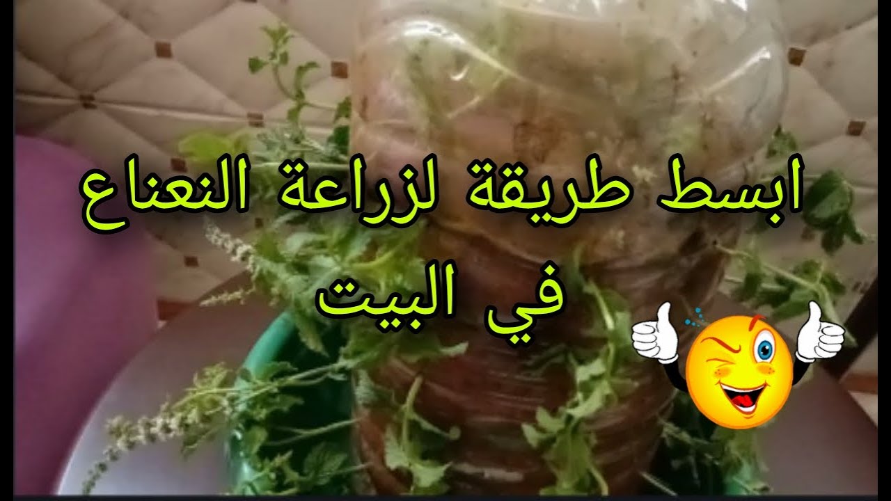 طريقة بسيطة لزراعة النعناع في البيت