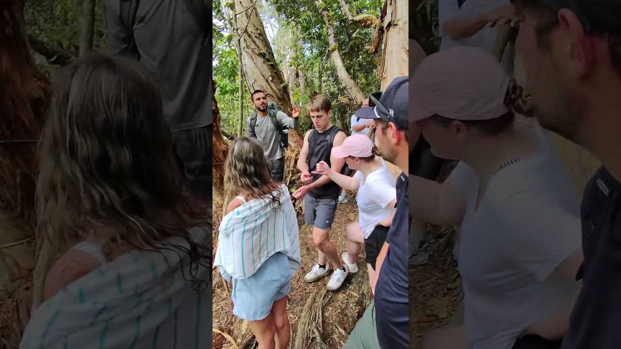 Прогулка в джунглях США