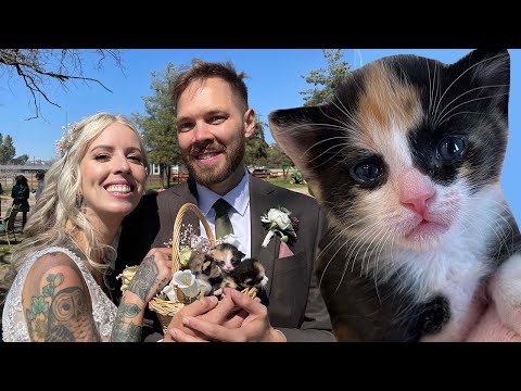 Video: Pet Scoop: Shelter Kitten Membantu Dengan Proposal Perkawinan, Anjing Florida Ditemukan di New Jersey