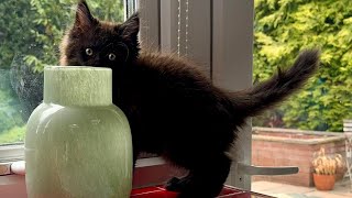 What Happened When Our 8-Week-Old Maine Coon Kitten Moved In? 🐾 The First Week with Meshki