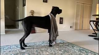This is how my Great Dane greets me every day