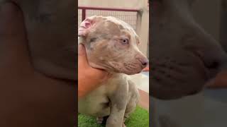 pitbull dog funny video #funny #ekmotahathighumechala