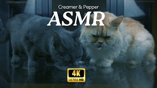 Creamer & Pepper's Debut: Cat Eating ASMR, Dim Ambience, Deep Sleep and Eye Relaxation [4K Ultra HD]