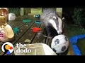 Guy Builds His Kids A Playground — And Wild Animals Move In | The Dodo Wild Hearts