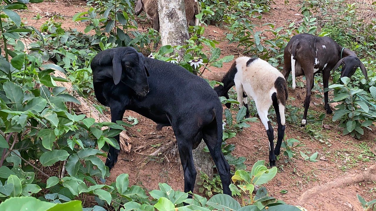 SOLTEI PELA PRIMEIRA VEZ O CARNEIRO COM AS OVELHAS!!!