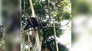 Tinsukia barekuri holok gibon