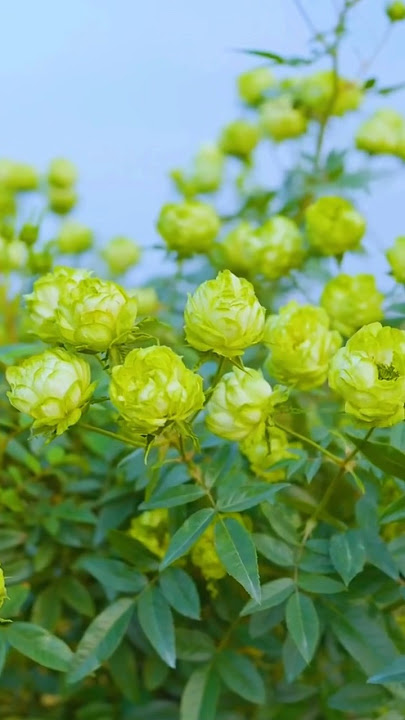 Beautiful green rose flowers tree (8/8)
