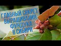 Главный секрет выращивания фундука в Сибири