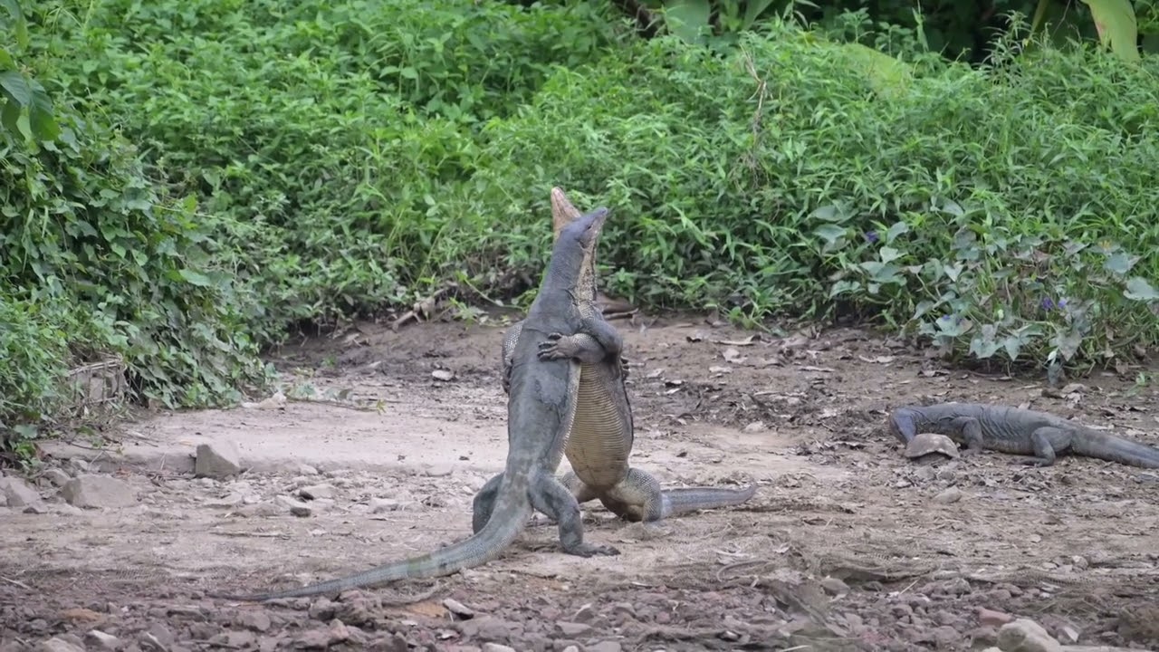 monitor lizards wrestling