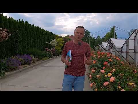 Wideo: Róże i rdza: jak leczyć różową rdzę