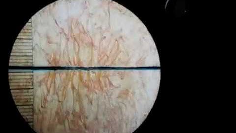 Video 5   - salt sugar double diffusive convection.