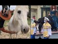 ¡Los mejores tik toks de caballos!!