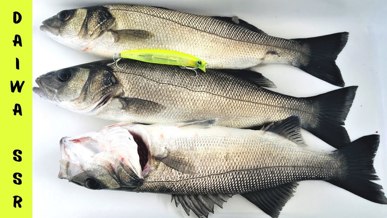 10 Dk da 3 LEVREK / Daiwa SSR Fark Yarattı / At Çek Spin Levrek Avı / Her Atış Levrek / Balık VLOG