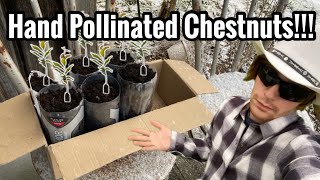 My First Hand Pollinated Chestnuts